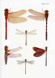 Verschiedene Arten von Libellen, Illustration aus dem Buch Schmetterlinge, Motten und andere Insekten und Kreaturen des Landlebens, veröffentlicht 1927